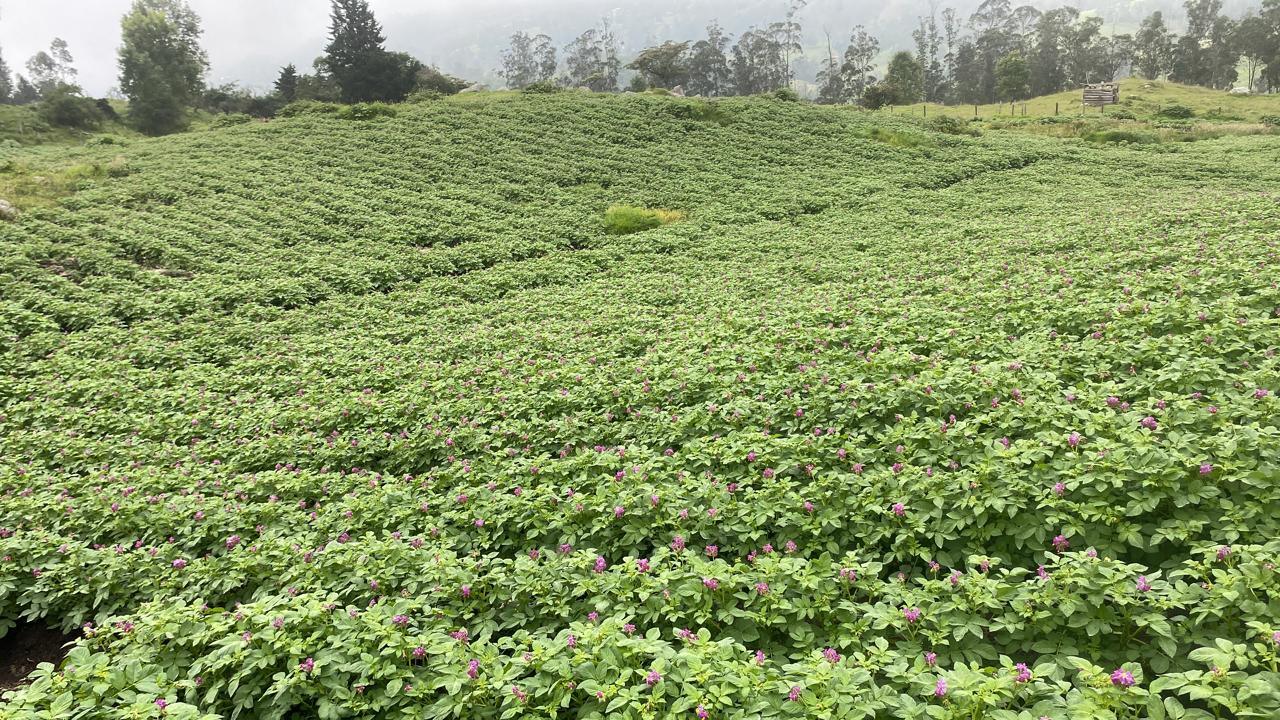 Finca en Venta - Pacho, Cundinamarca | 20 Fanegadas con Casa