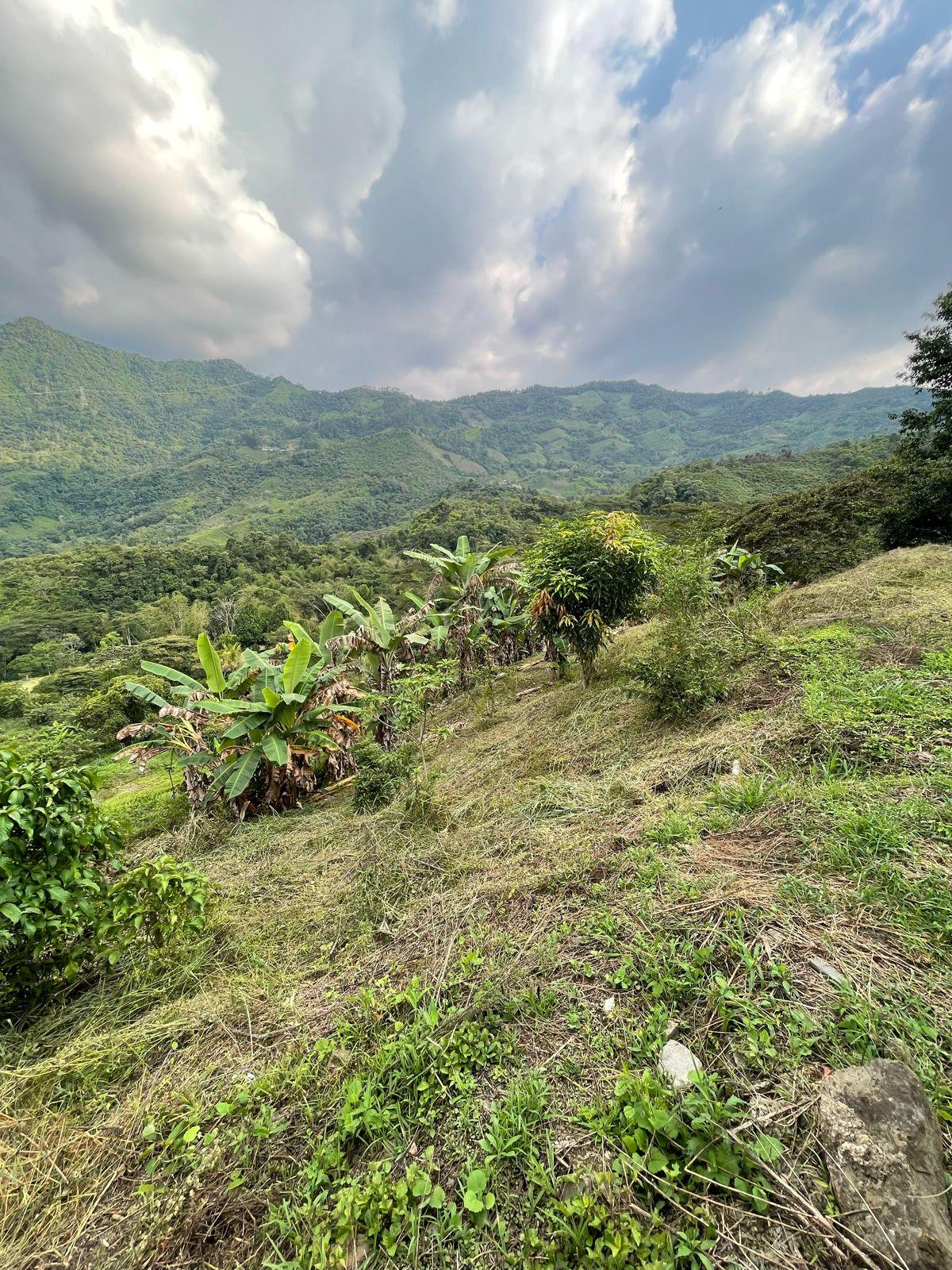 Venta o permuta de finca productiva 8.400 M2 en la Vereda Talauta  190 Millones